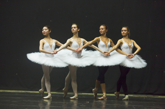 MN_swan_1