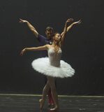MN_swan_4
